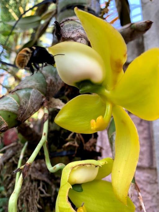 Tropical Bee Garden Holiday Houses Савегре Экстерьер фото